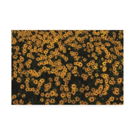 Kurt Shaffer 'Black-Eyed Susans' Canvas Art,12x19